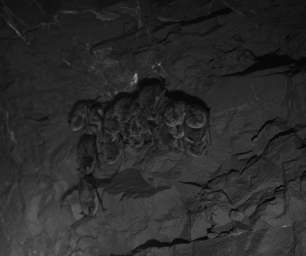 Bat Cluster in Near IR